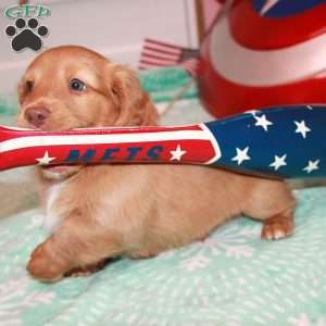 Steve Rogers, Dachshund Puppy